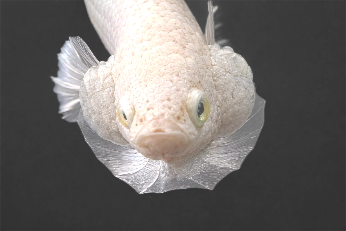 Super White Plakat Male Betta Fish