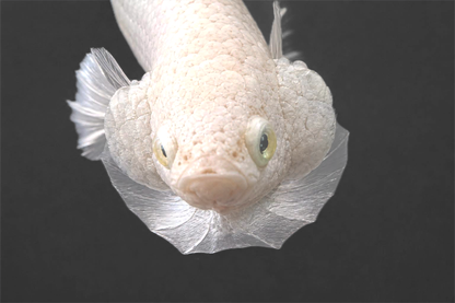 Super White Plakat Male Betta Fish