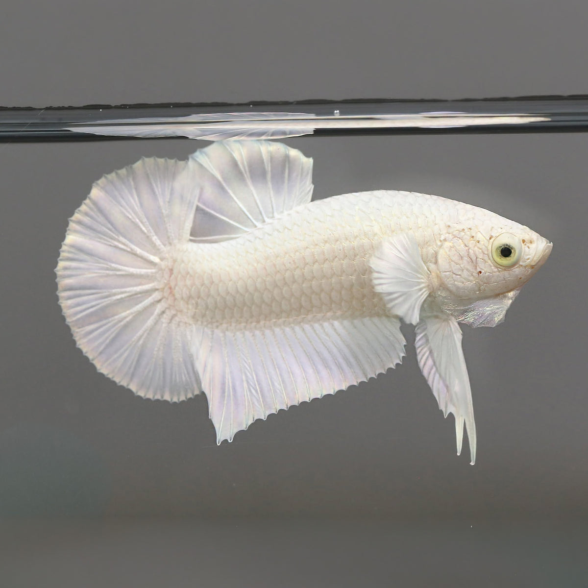 Super White Plakat Male Betta Fish