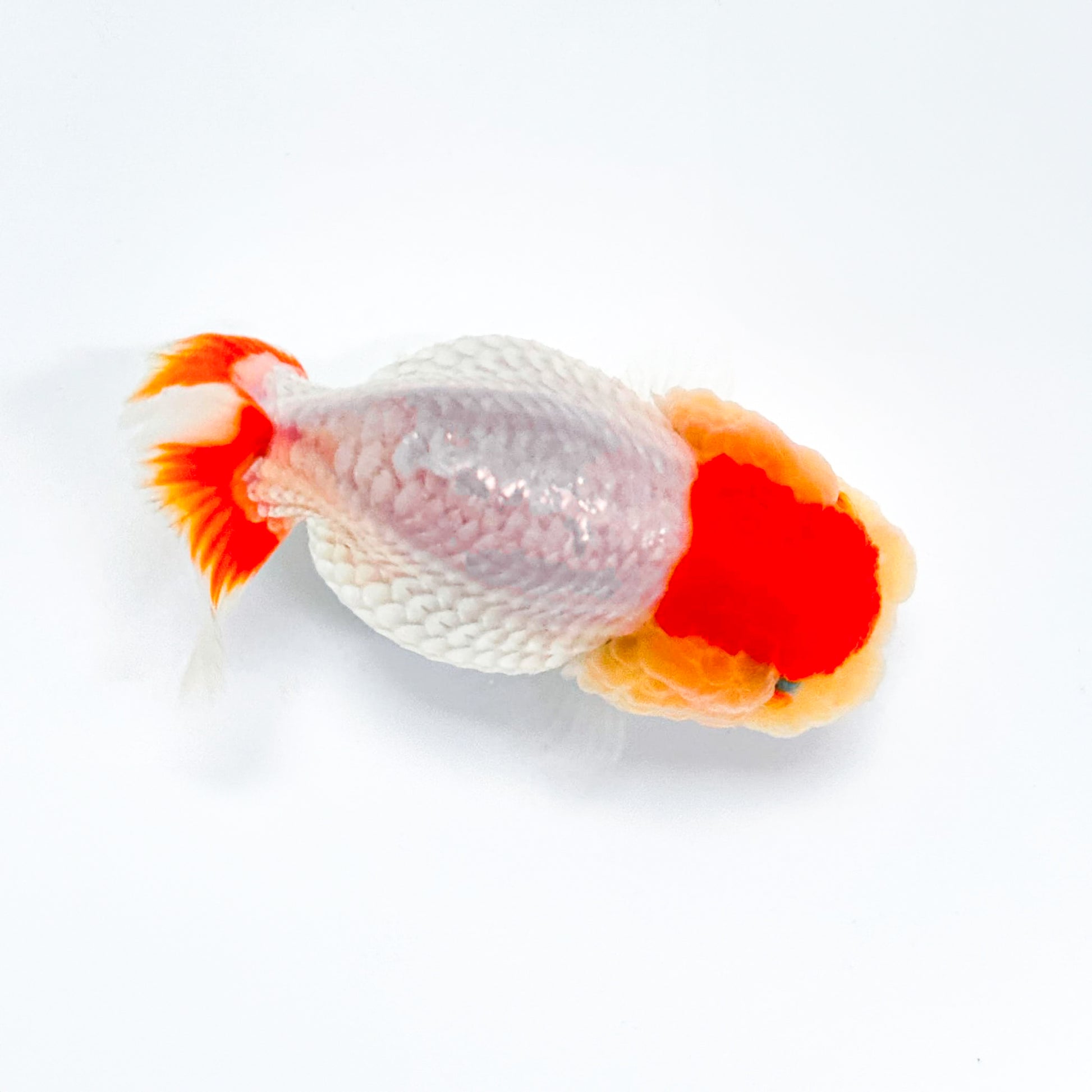 Shogun Tancho Ranchu Goldfish | Japan Flag Jewel | Grower Pick