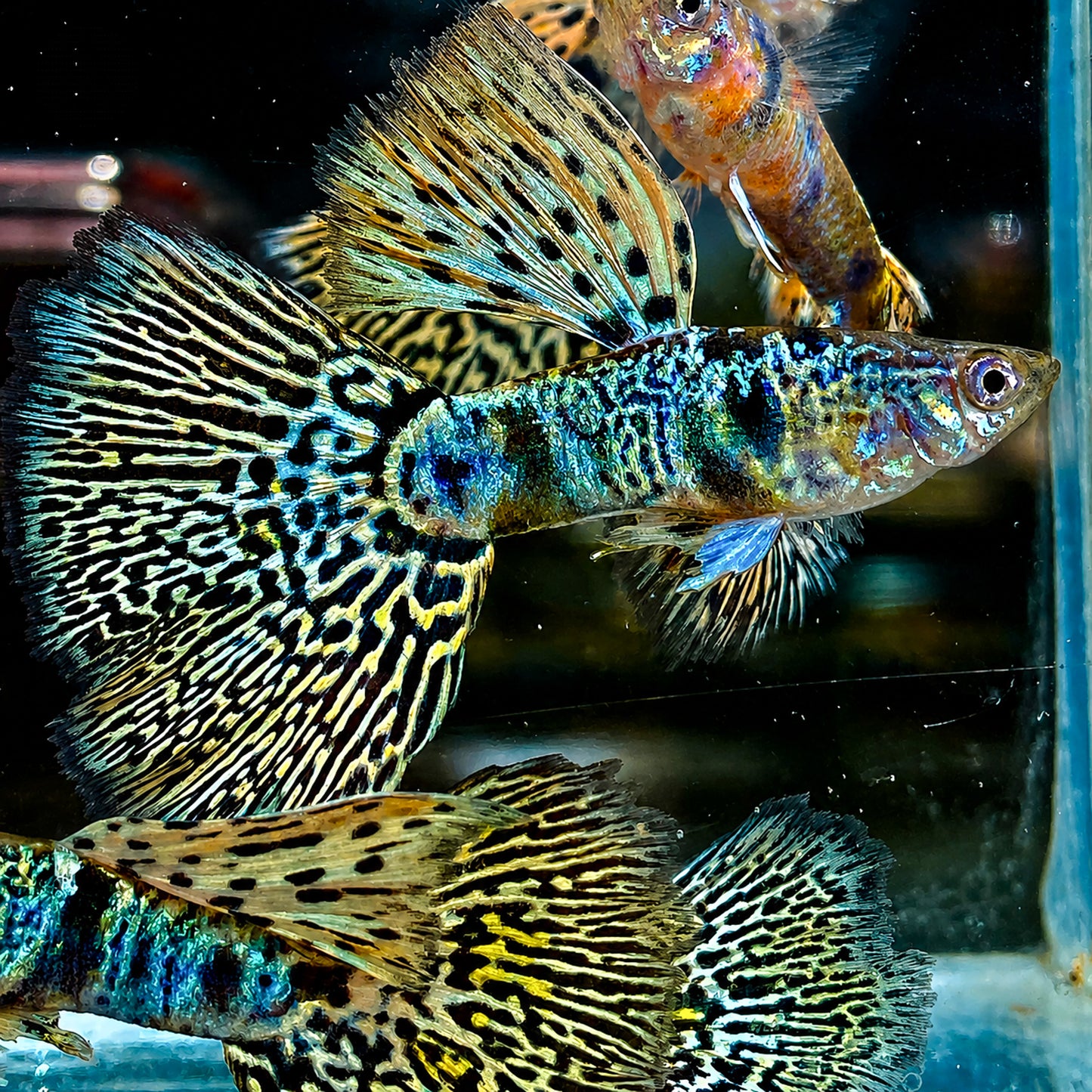 Tiger King Cobra Guppy Fish
