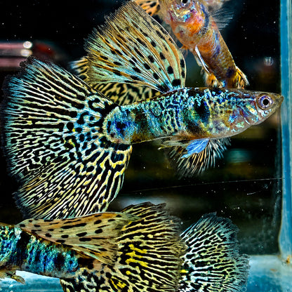 Tiger King Cobra Guppy Fish