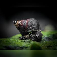 Triangle Rabbit Snail