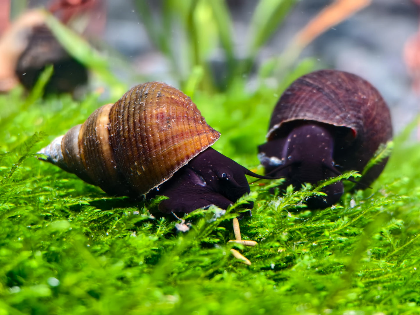 Triangle Rabbit Snail