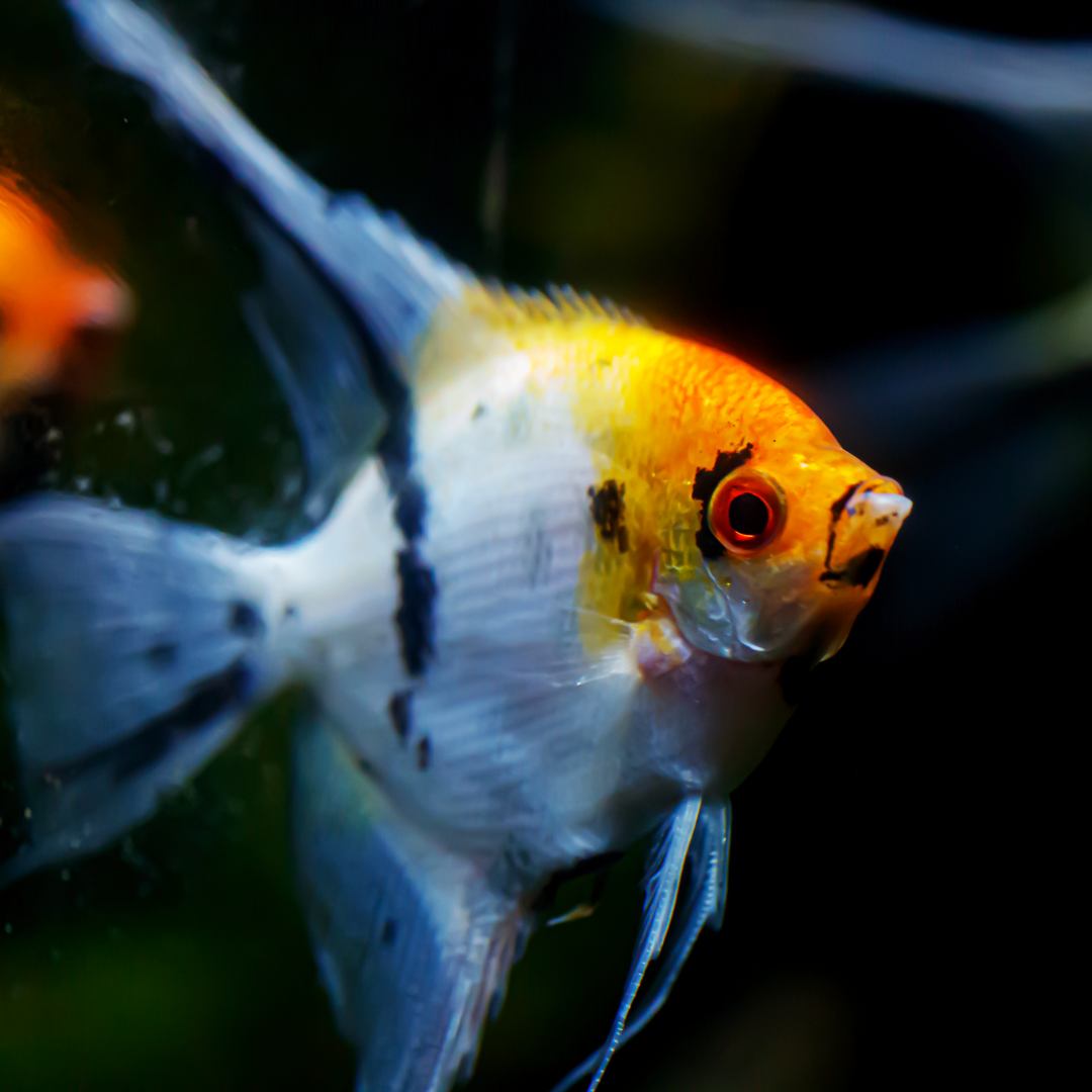 Tricolor Angelfish | Tropicflow