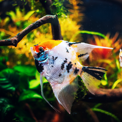 Tricolor Angelfish | Tropicflow