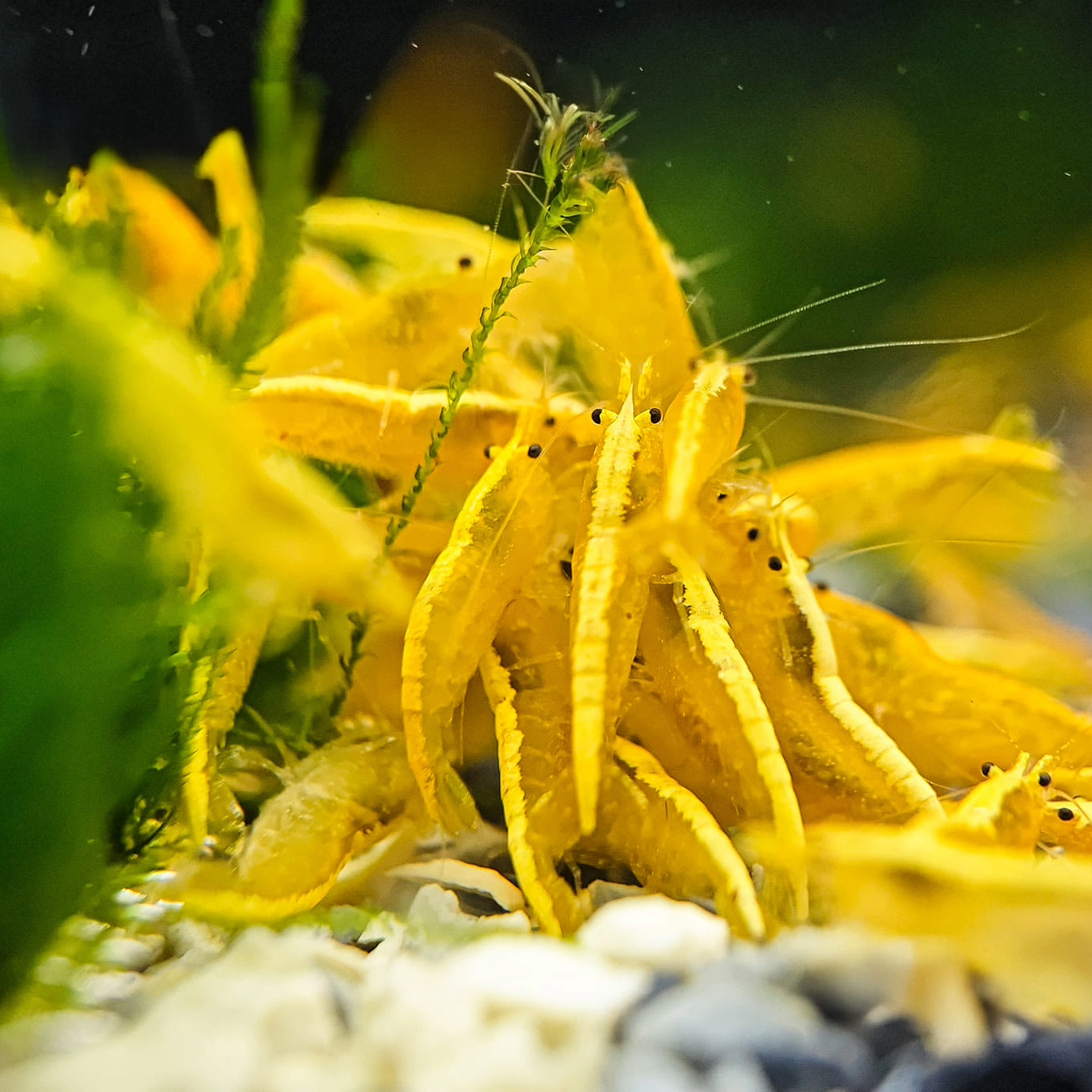 Ultra Gold Neocaridina Shrimp