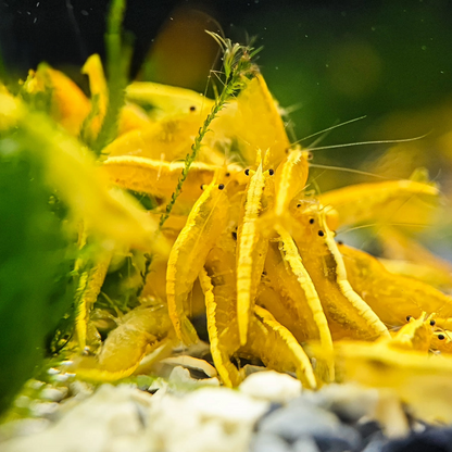 Ultra Gold Neocaridina Shrimp