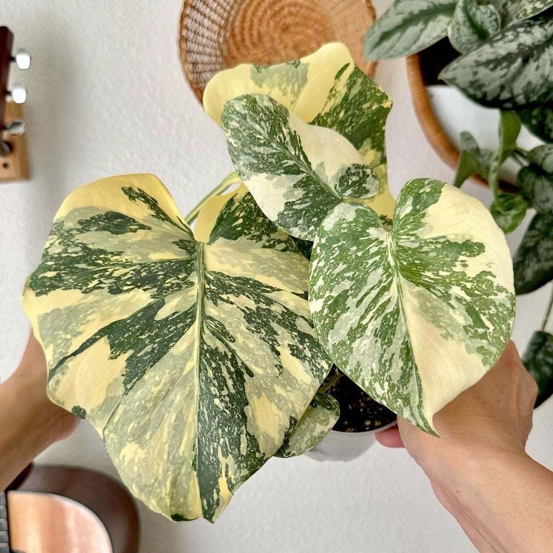 Shop Variegated Monstera Creme Brulee Tissue Culture Plant