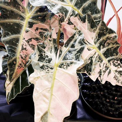 Variegated Alocasia Amazonica Polly Plant