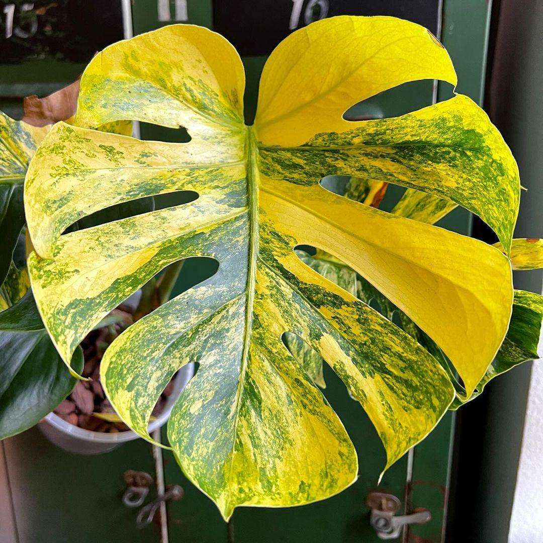 Variegated Monstera Deli Marilyn Aurea Mature Plant