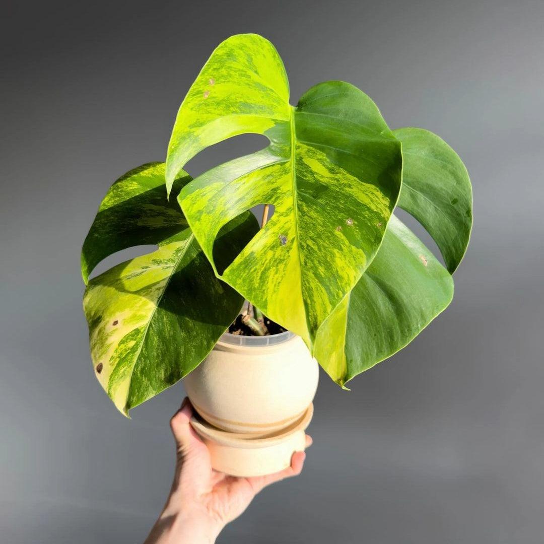 Variegated Monstera Aurea Mature Plant (3 - 4 Leaves) - Tropicflow