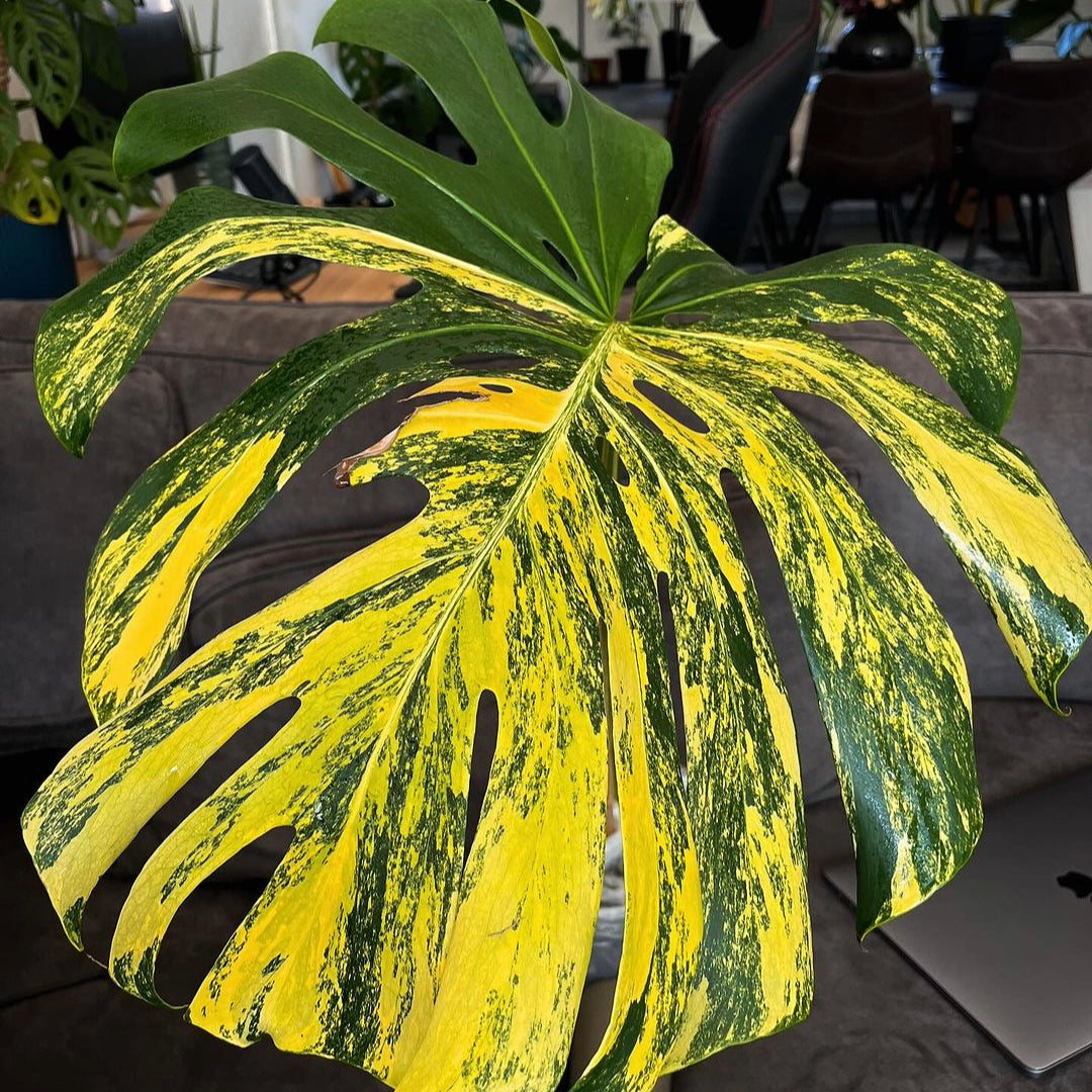 Shop Variegated Monstera Yellow Marilyn Tissue Culture Plant