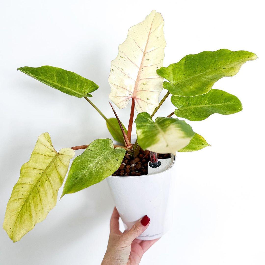 Variegated Philodendron Snowdrift Tissue Culture Plant