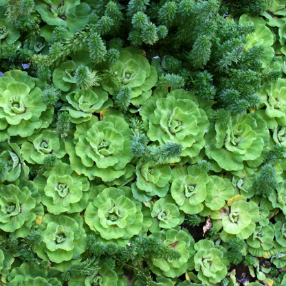Water Lettuce Floater Plants