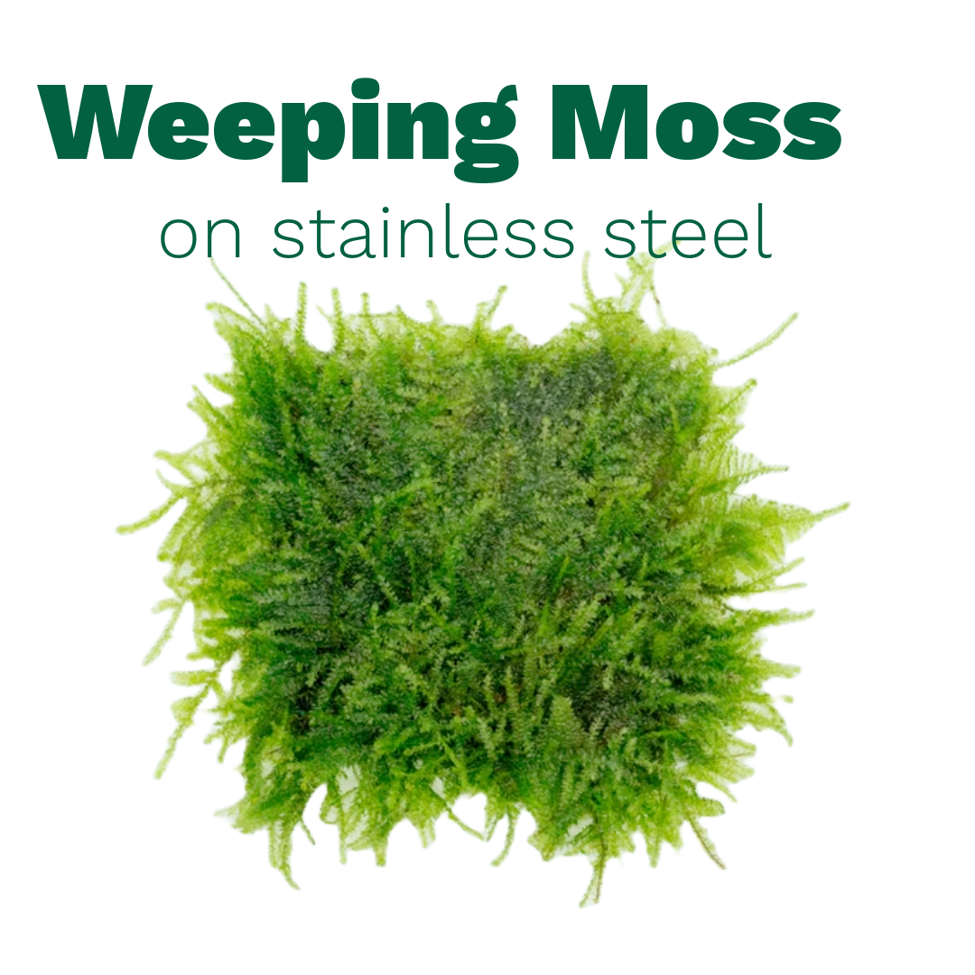 Weeping Moss on Stainless Steel