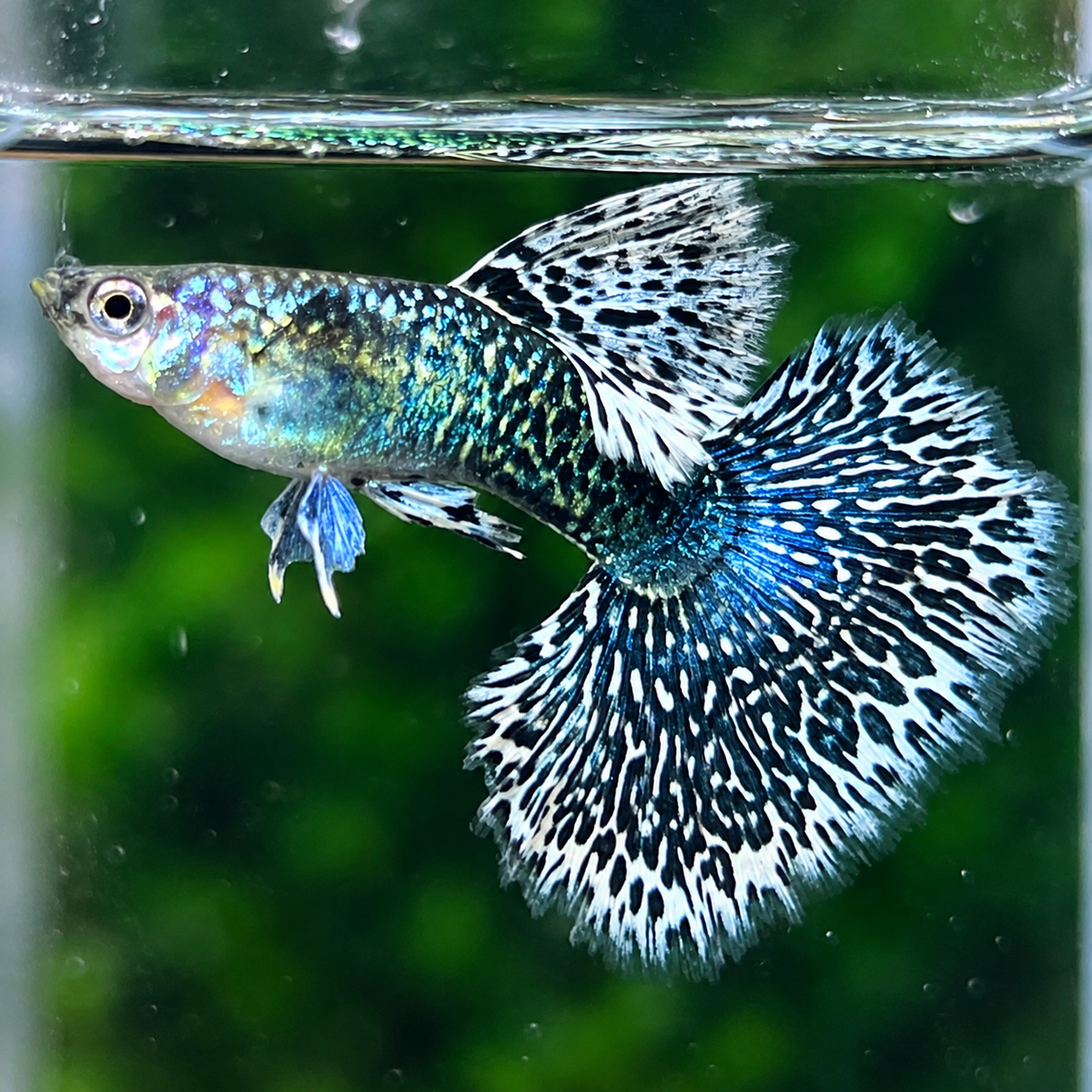 White Dragon Guppy Fish