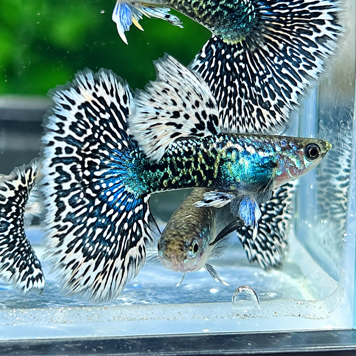 White Dragon Guppy Fish
