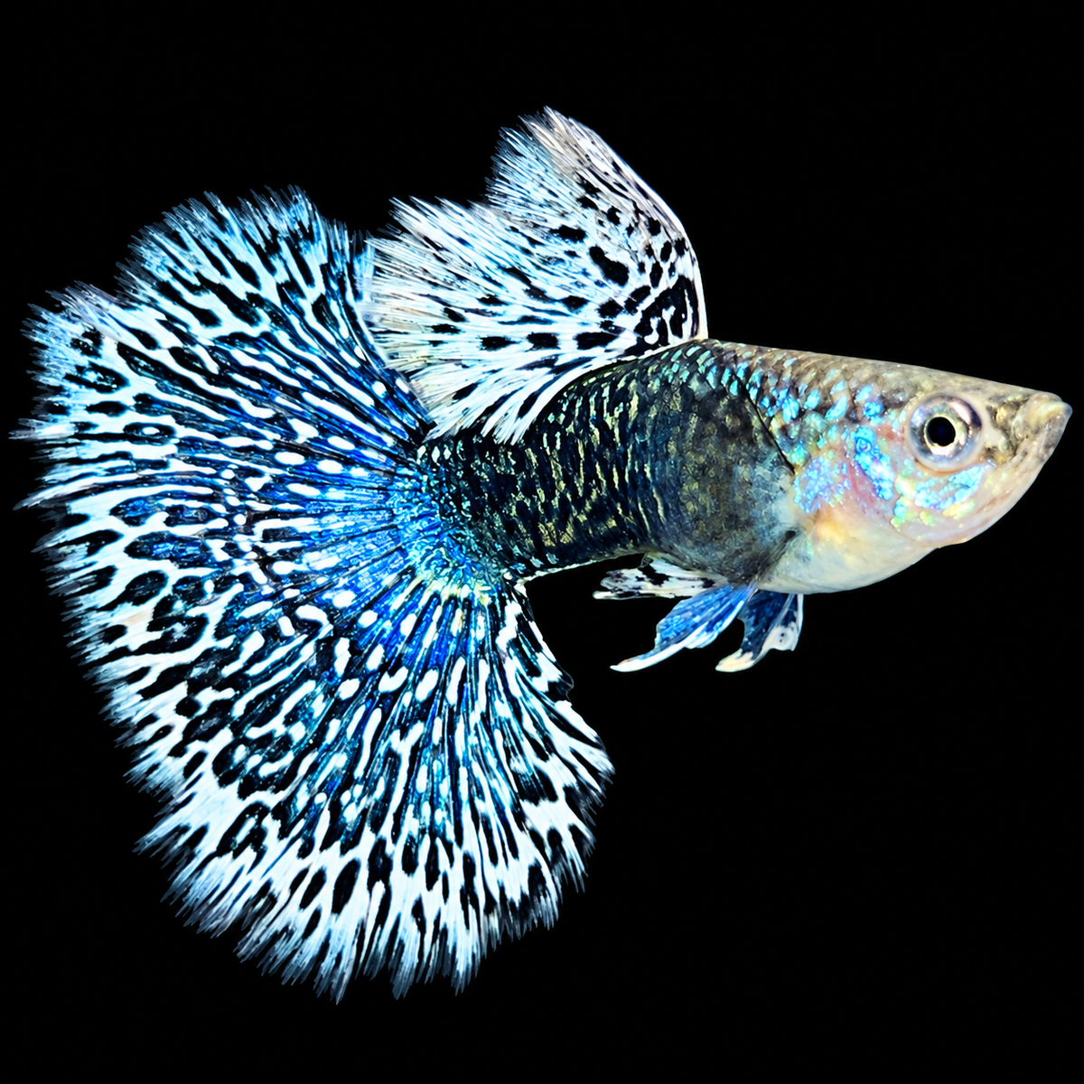 White Dragon Guppy Fish