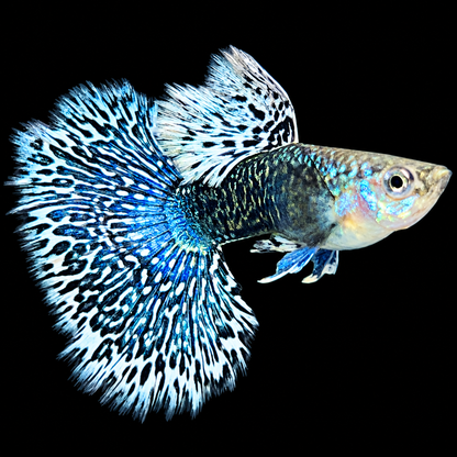 White Dragon Guppy Fish
