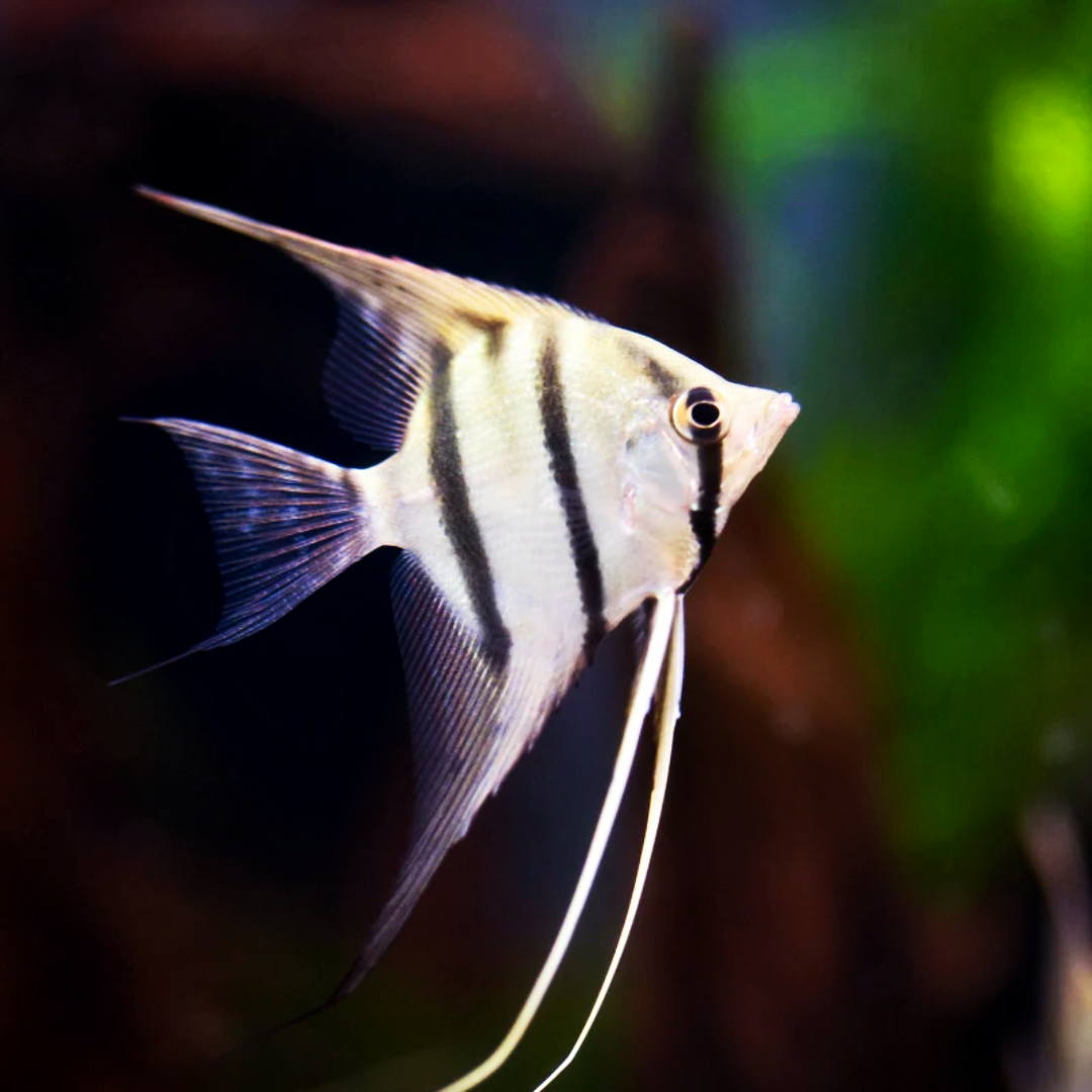 White Zebra Angelfish | Tropicflow