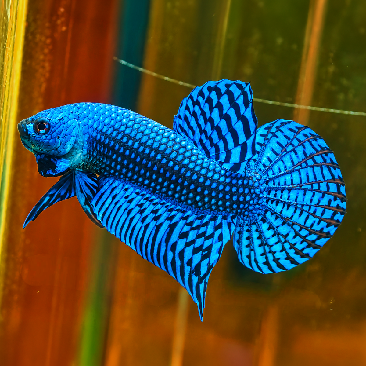 Wild Alien Blue Male Betta Fish