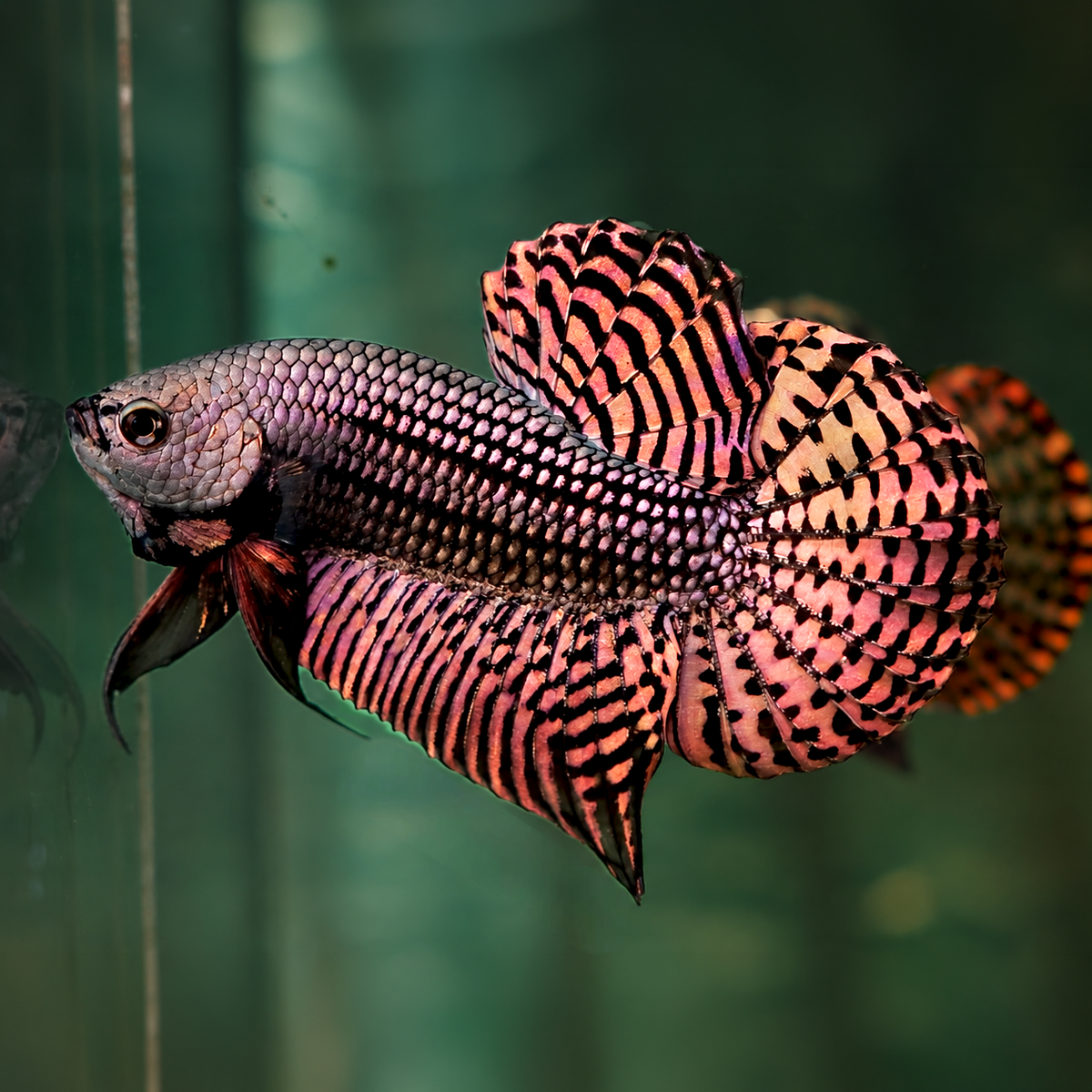 Wild Alien Copper Male Betta Fish