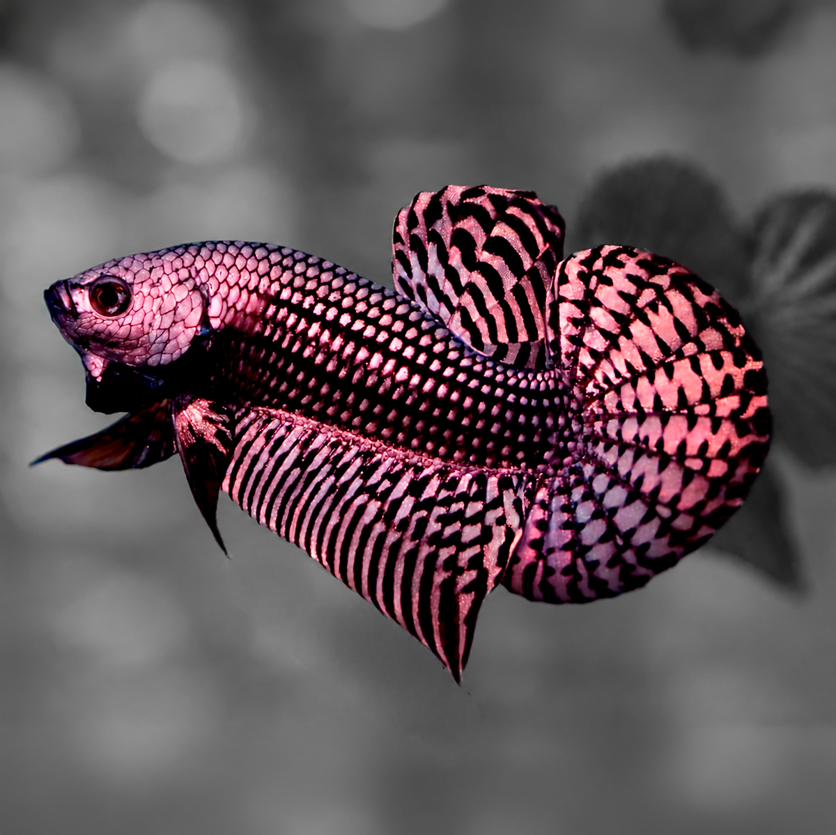 Wild Alien Copper Male Betta Fish