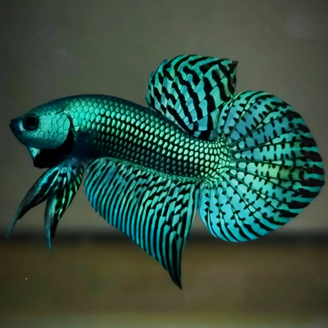 Wild Alien Green Male Betta Fish