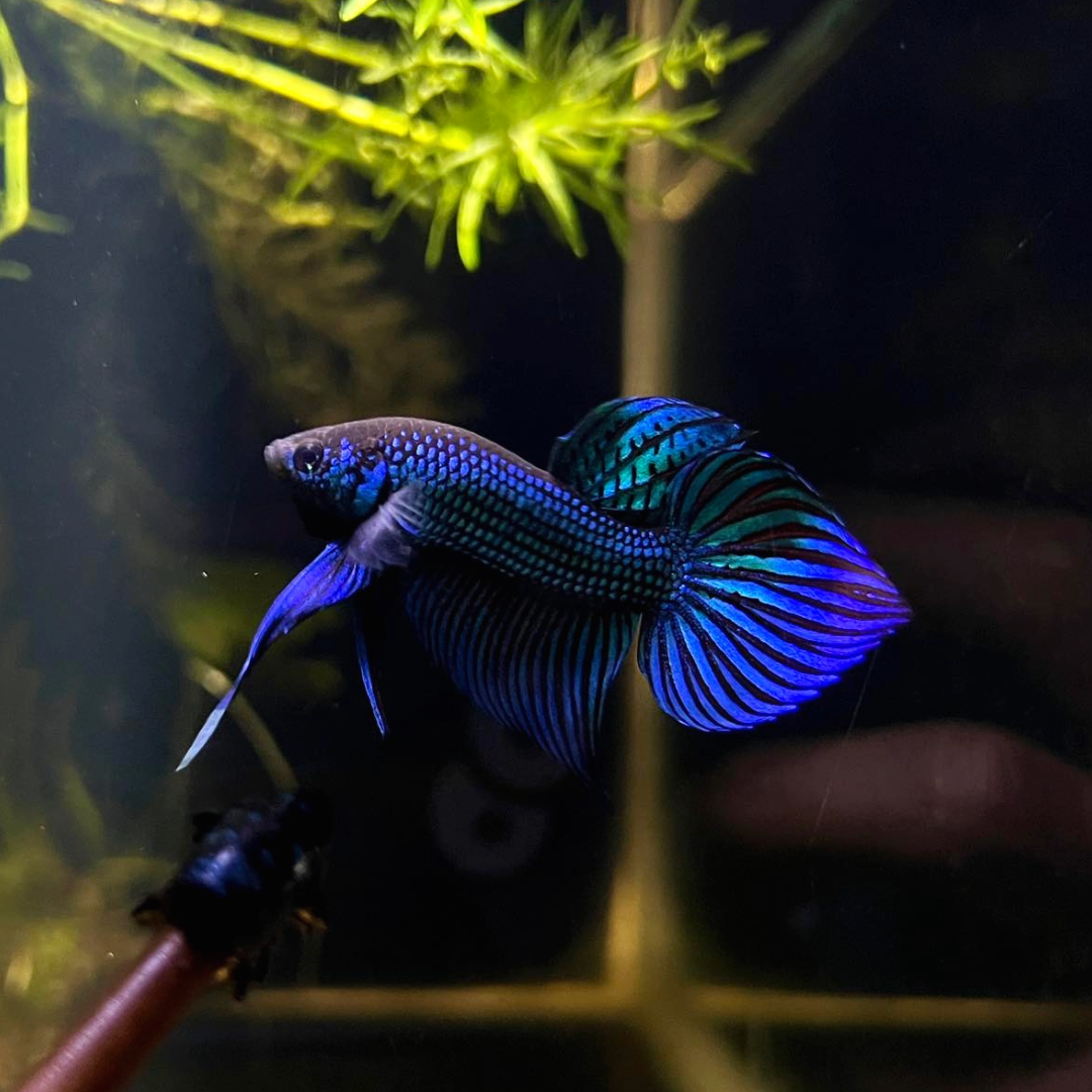Wild Betta Blue Mahachaiensis