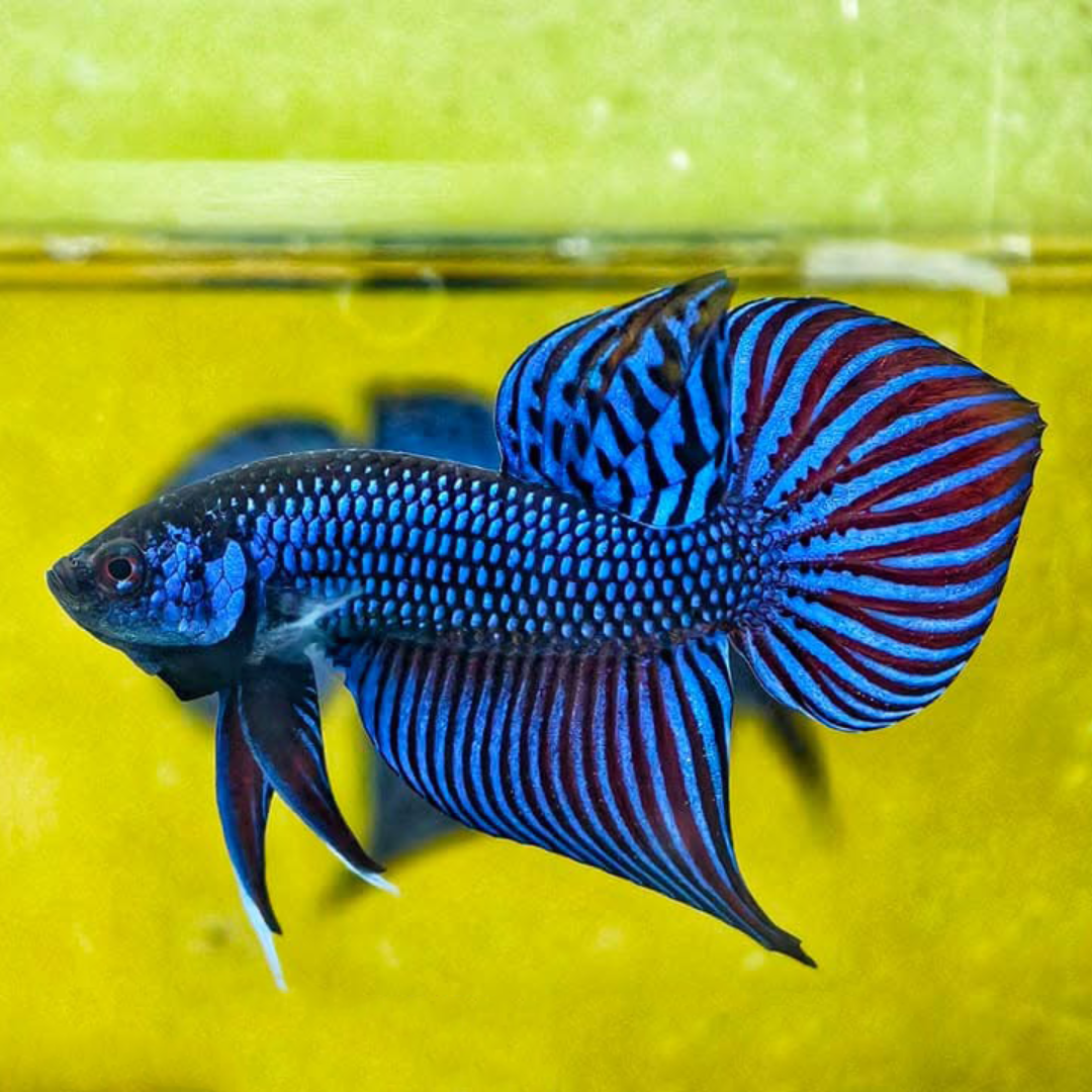 Wild Betta Blue Mahachaiensis