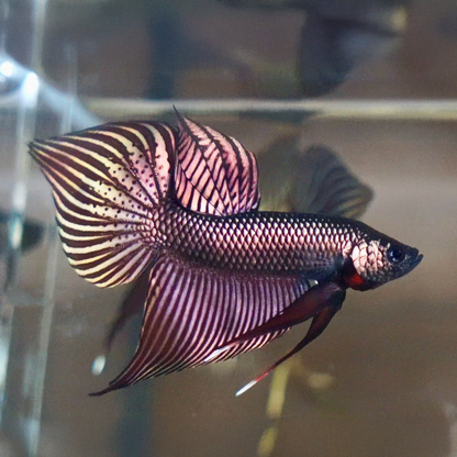 Wild Betta Copper Mahachaiensis