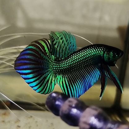 Wild Betta Green Mahachaiensis