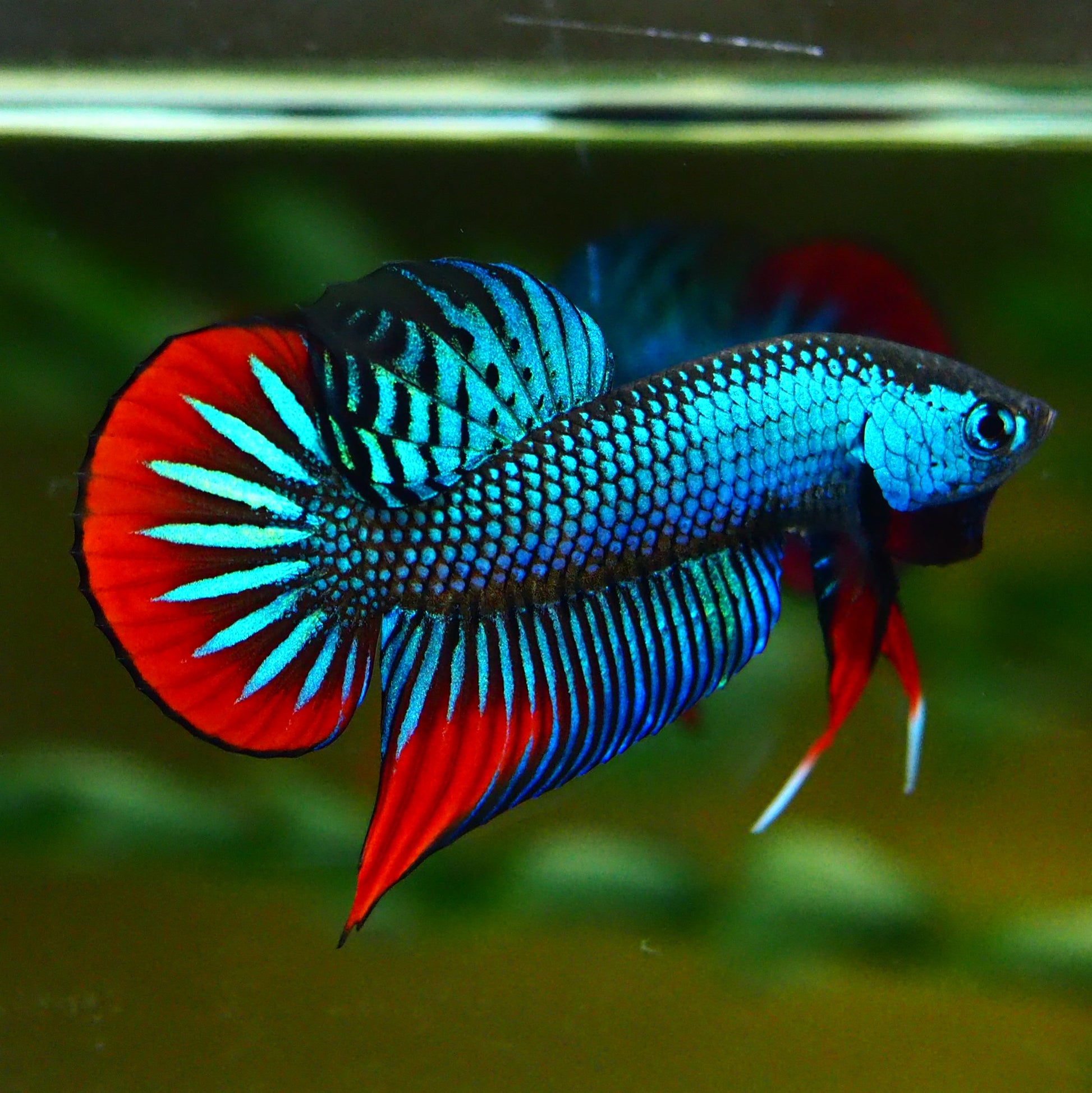 Wild Imbellis Male Betta Fish
