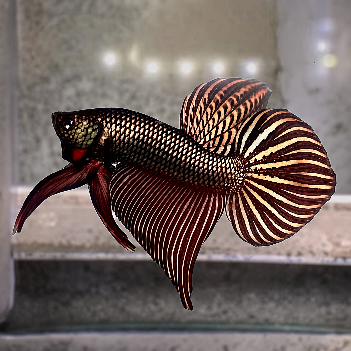 Wild Copper Mahachaiensis Male Betta Fish