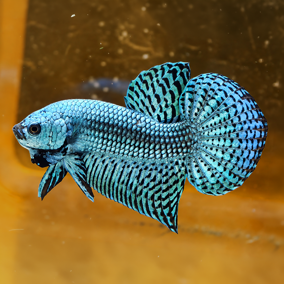 Wild Alien Gray Male Betta Fish