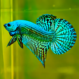 Wild Alien Green Male Betta Fish
