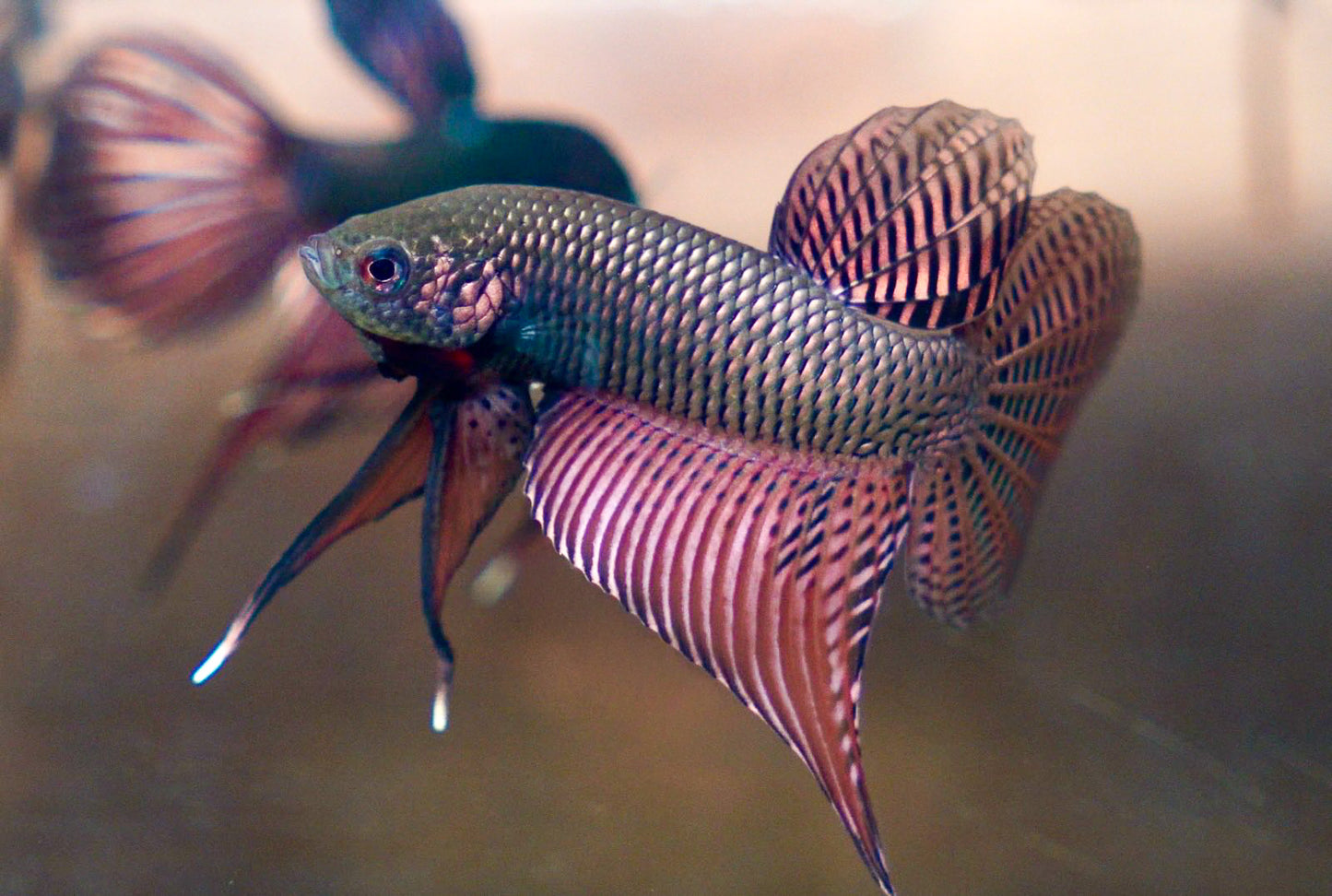 Wild Smaragdina Guitar Copper Male Betta Fish