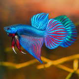 Wild Smaragdina Blue Male Betta Fish