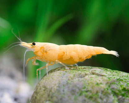 Creamy Neocaridina Shrimp | Tropicflow