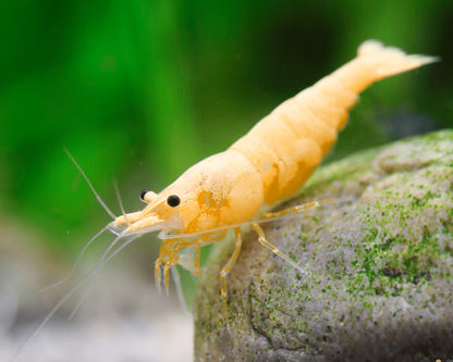 Creamy Neocaridina Shrimp | Tropicflow