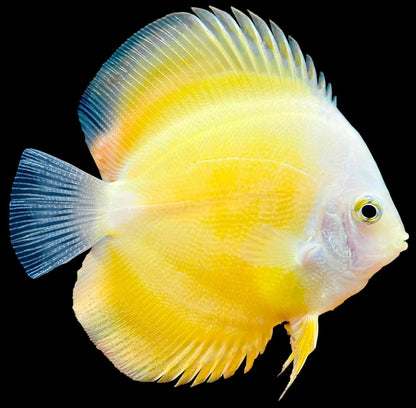 Yellow Melon Discus Fish