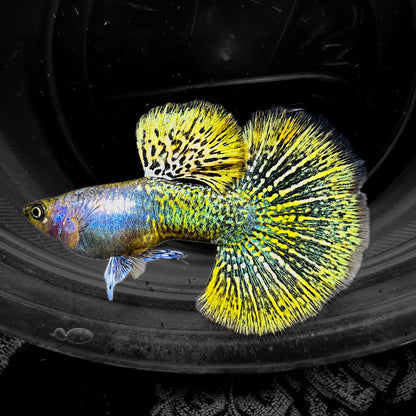 Yellow Dragon Guppy Fish