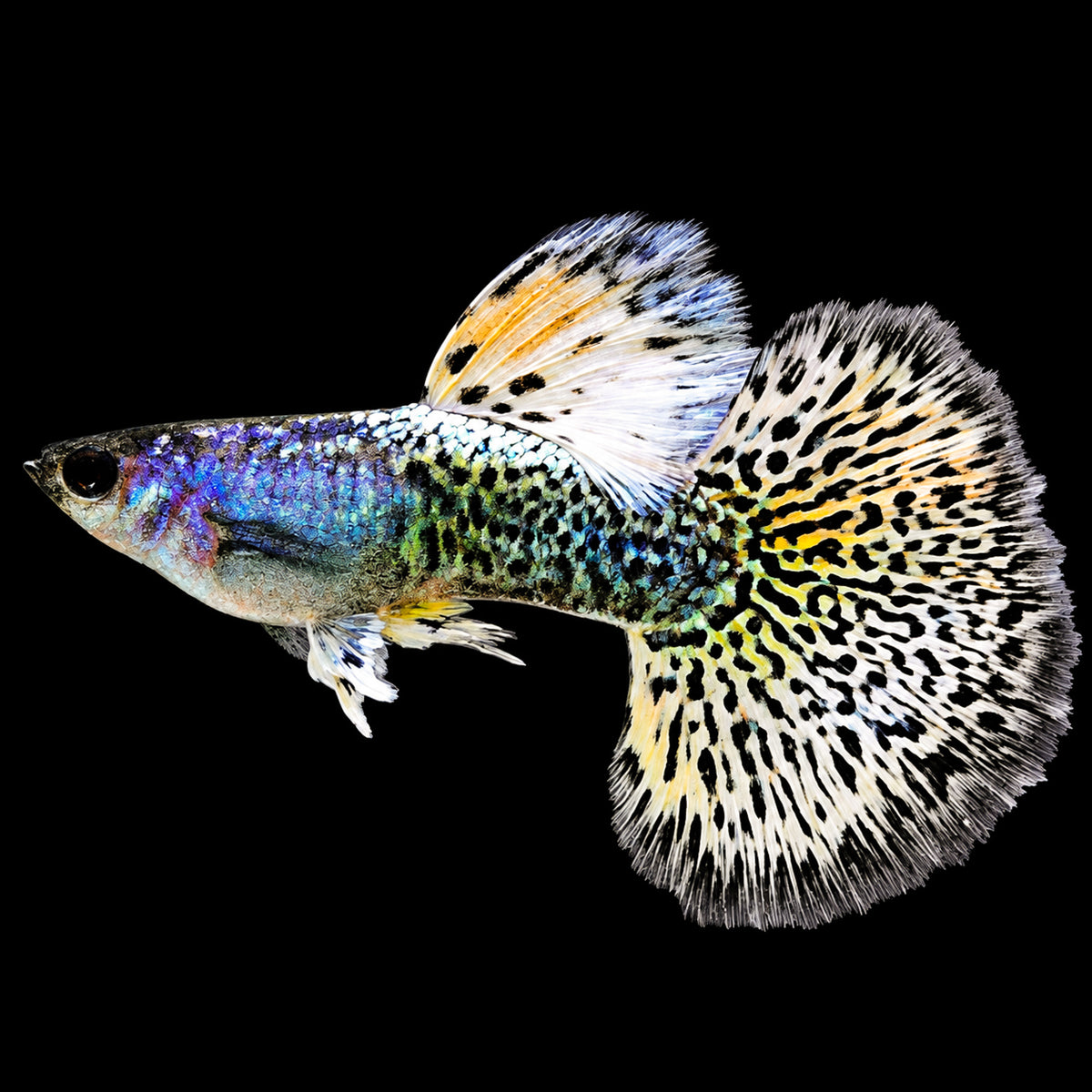 Yellow Dragon Guppy Fish