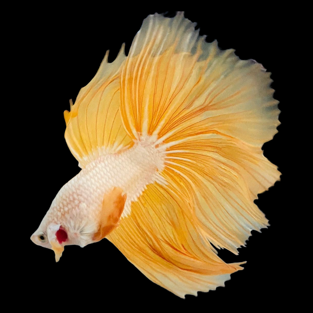 Betta Fish Gifts, Gifts for Betta Fish Lovers