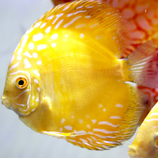 Yellow Marlboro Discus Fish