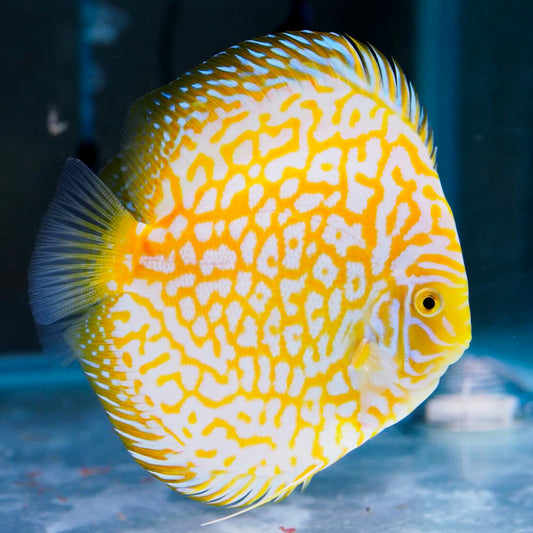 Yellow Pigeon Checkerboard Discus Fish