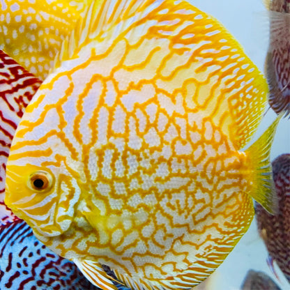 Yellow Pigeon Checkerboard Discus Fish