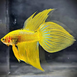 Yellow Spade Tail Wild Betta Splendens Male