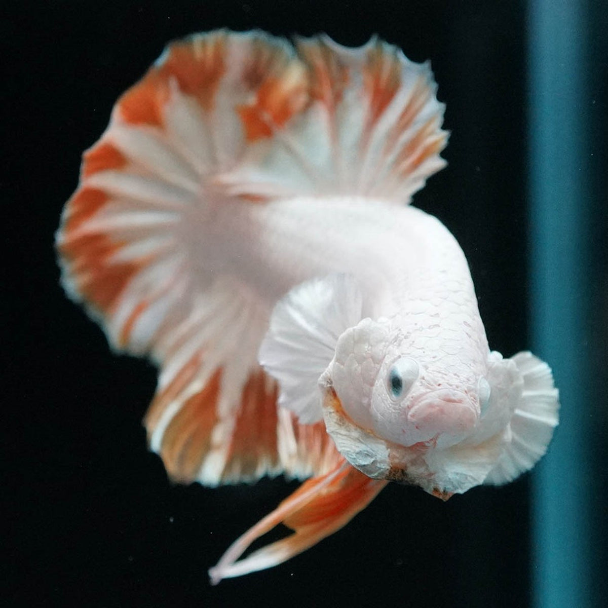 Yellow Snow Dragon Plakat Male Betta Fish